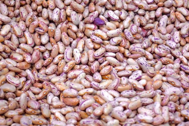 Beige and Purple Beans