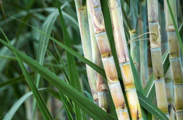 fresh sugarcane in garden.